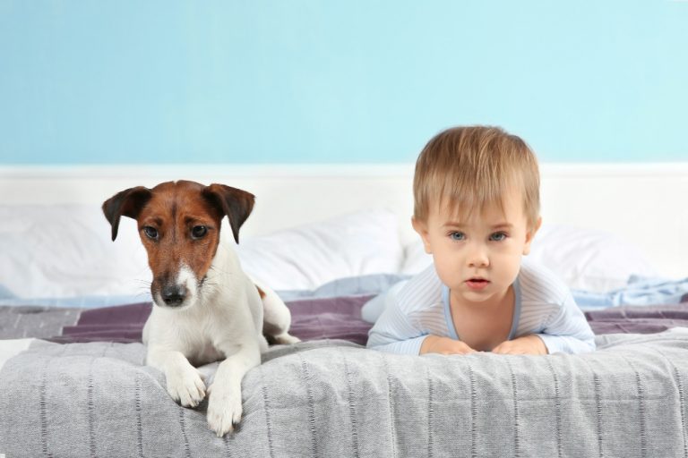 Pets and Babies – Tips for a Positive Coexistence